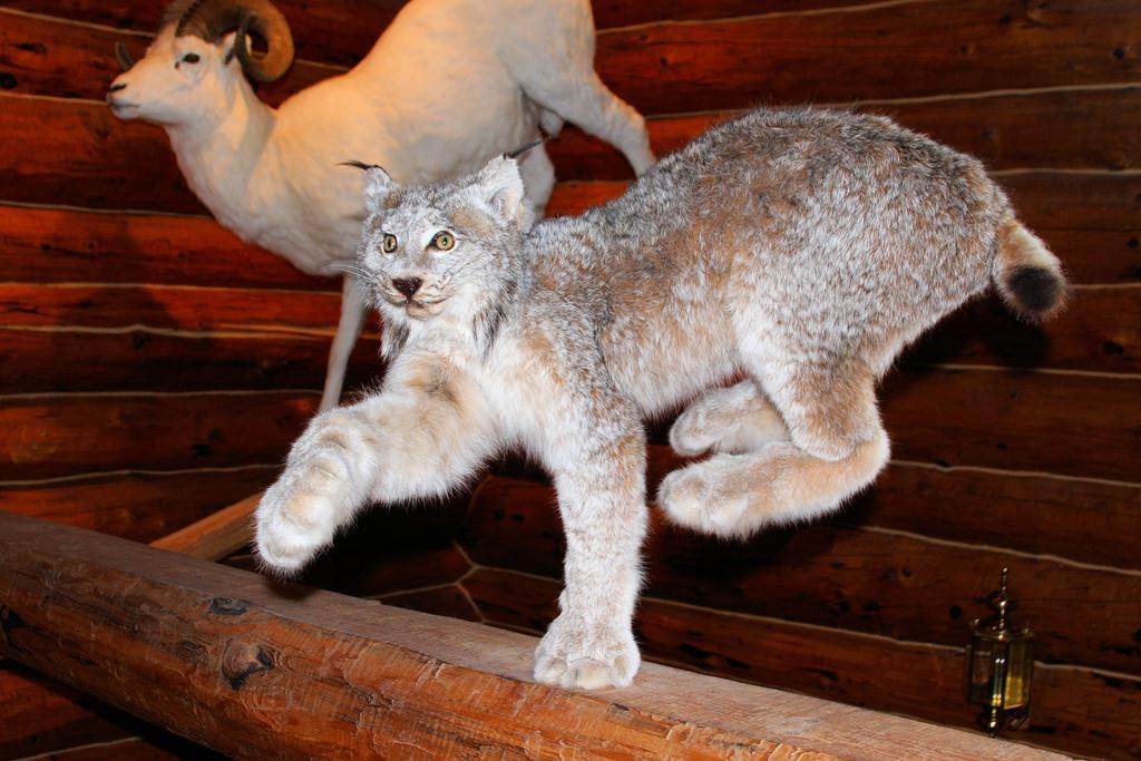 Wise Old Hunter Lodge アンカー・ポイント 部屋 写真