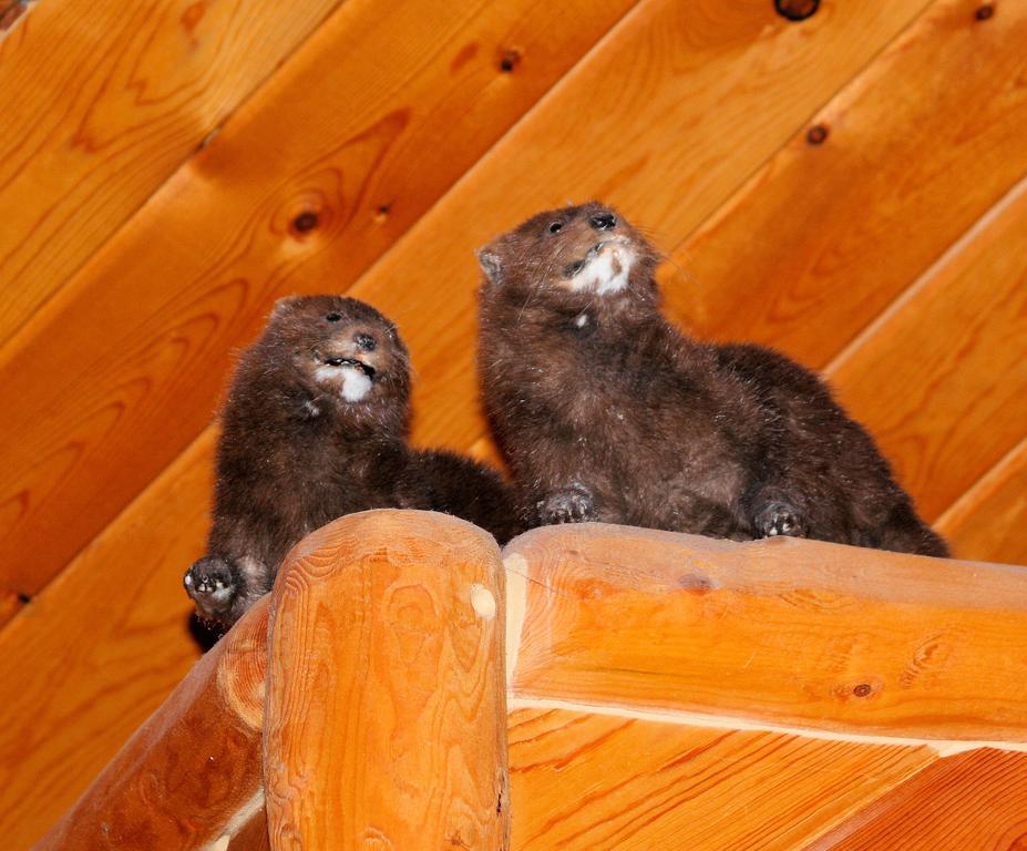 Wise Old Hunter Lodge アンカー・ポイント 部屋 写真